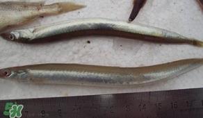 青岛面条鱼是什么鱼?青岛面条鱼叫什么 青岛面条鱼是什么鱼?青岛面条鱼叫什么