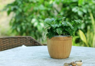 ​绿宝的风水学应用-绿宝的养殖方法