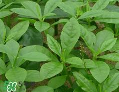 人参菜怎么吃？人参菜怎么吃好？