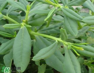 人参菜怎么吃？人参菜怎么吃好？