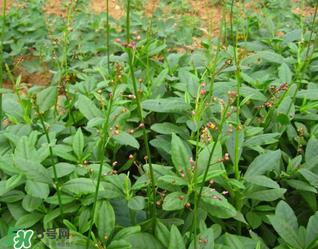 人参菜怎么吃？人参菜怎么吃好？