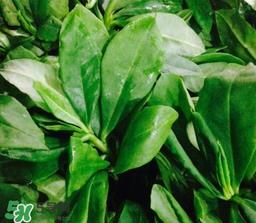 人参菜怎么吃？人参菜怎么吃好？