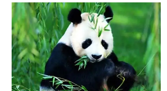 大熊猫吃的竹子叫什么名字,大熊猫爱吃的竹子是什么品种图4