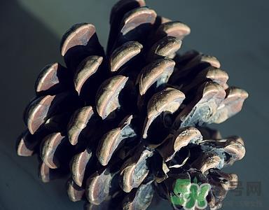 松子和松果一样吗?松子和松果的区别 松子和松果一样吗?松子和松果的区别