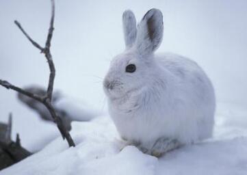 兔子好养吗怎么在家养兔子（分享一些养兔小妙招）(4)