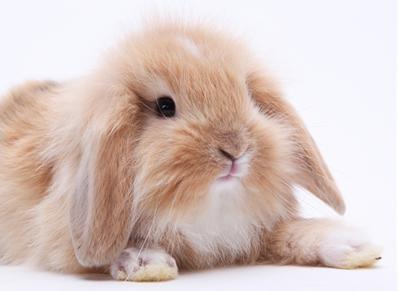 兔子好养吗怎么在家养兔子（分享一些养兔小妙招）(3)