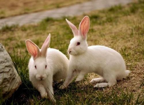 兔子好养吗怎么在家养兔子（分享一些养兔小妙招）(7)