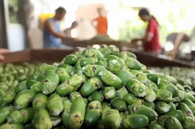 槟榔几级致癌物（国际公认1级致癌物）(14)