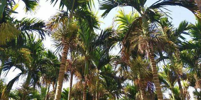 槟榔几级致癌物（国际公认1级致癌物）(2)