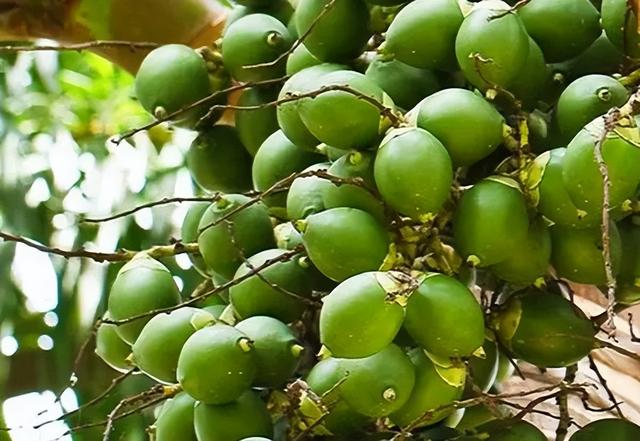 槟榔几级致癌物（国际公认1级致癌物）(10)