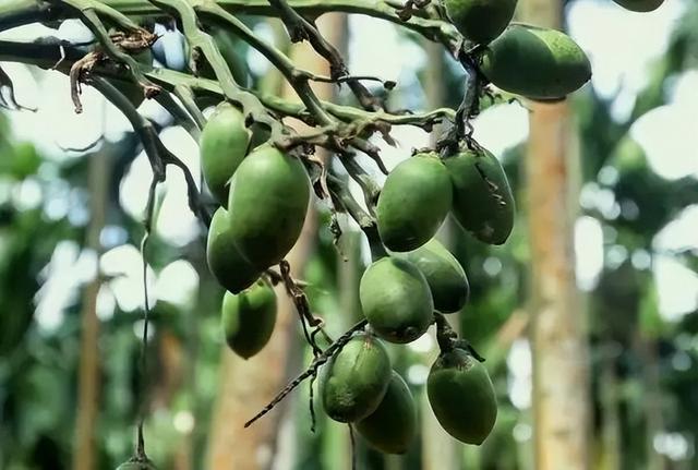 槟榔几级致癌物（国际公认1级致癌物）(7)