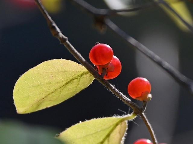 尼康z5与z50评测（一台性能均衡的微单）(15)