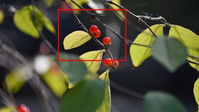 尼康z5与z50评测（一台性能均衡的微单）(14)