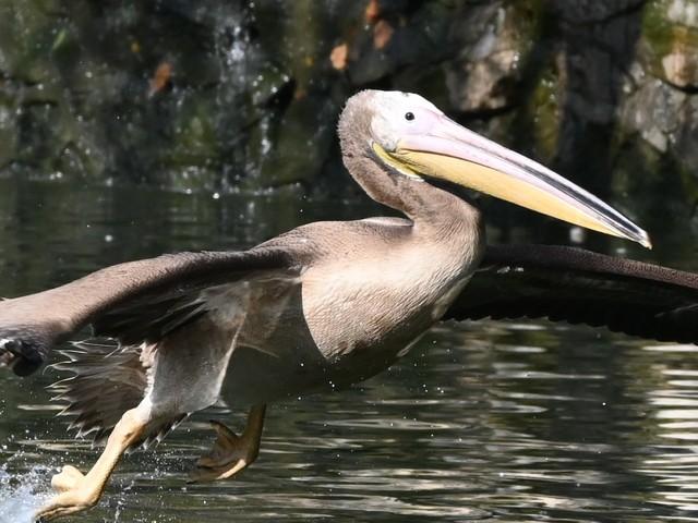 尼康z5与z50评测（一台性能均衡的微单）(12)