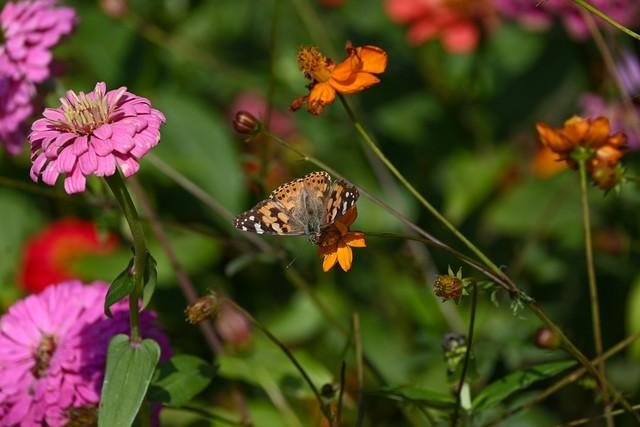 尼康z5与z50评测（一台性能均衡的微单）(9)