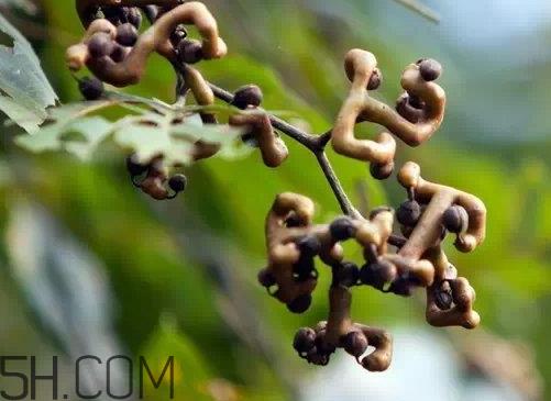 万寿果可以泡两次吗 万寿果可以长期吃吗