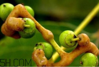 ​万寿果可以泡两次吗 万寿果可以长期吃吗