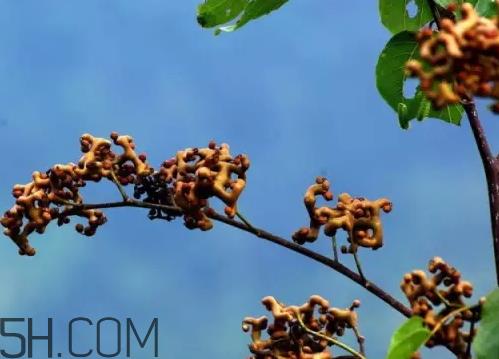 万寿果可以泡两次吗 万寿果可以长期吃吗