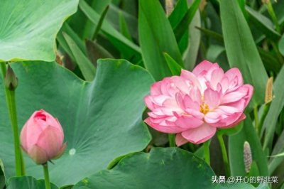 ​牡丹与荷花历史渊源