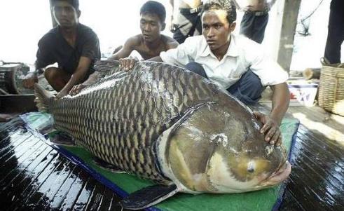 谷嘉诚的个人资料及简介 电视剧作品