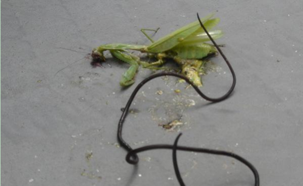 螳螂肚子里的虫子,为什么螳螂肚子里有铁线虫图9