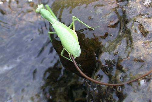 螳螂肚子里的虫子,为什么螳螂肚子里有铁线虫图2