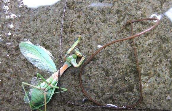 螳螂肚子里的虫子,为什么螳螂肚子里有铁线虫图4
