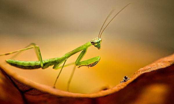 螳螂肚子里的虫子,为什么螳螂肚子里有铁线虫图10