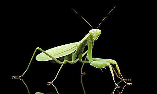 螳螂肚子里的虫子,为什么螳螂肚子里有铁线虫图8
