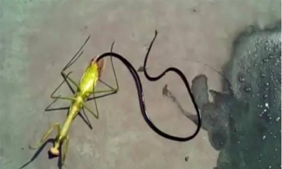 螳螂肚子里的虫子,为什么螳螂肚子里有铁线虫图6