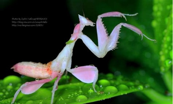 螳螂肚子里的虫子,为什么螳螂肚子里有铁线虫图7