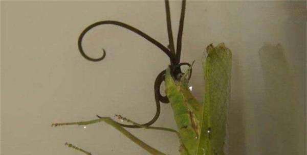 螳螂肚子里的虫子,为什么螳螂肚子里有铁线虫图3