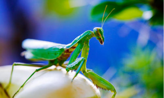 螳螂肚子里的虫子,为什么螳螂肚子里有铁线虫图5