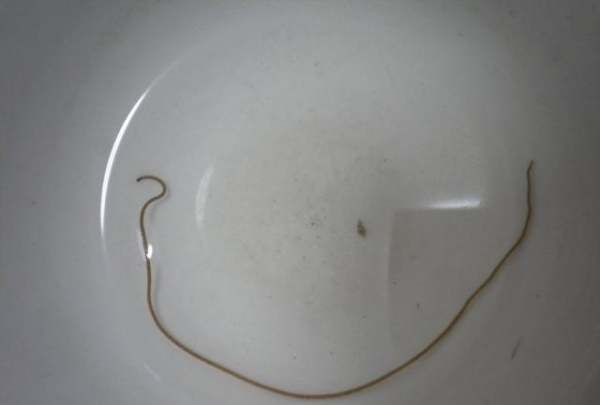 螳螂肚子里的虫子,为什么螳螂肚子里有铁线虫图1