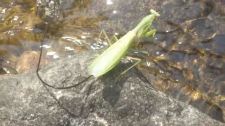 螳螂肚子里面的虫是什么虫