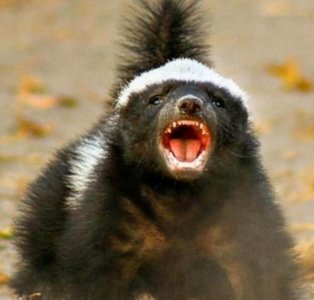 ​平头哥的动物是，平头哥蜜獾被演化成英雄式动物，体现了什么意识？