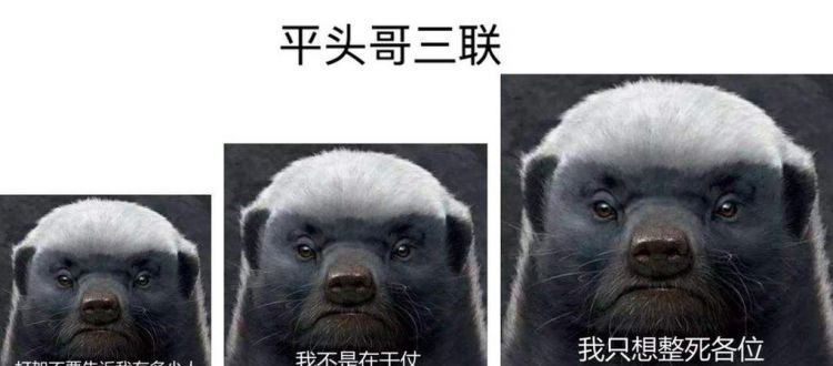 上帝也疯狂中平头哥是什么动物