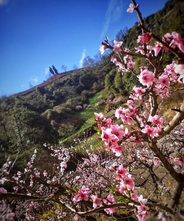 人间四月芳菲尽 山寺桃花始盛开的意思:人间四月芳菲尽、山寺桃花始盛开、 谁言四月芳菲尽、萱草葵花觉昨非的意思