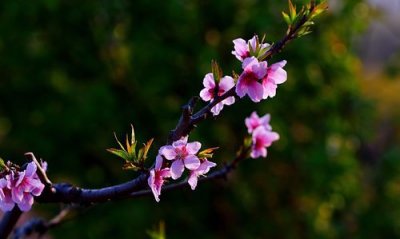 ​人间四月芳菲尽 山寺桃花始盛开的意思,白居易的大林寺桃花中的人间四月芳菲尽