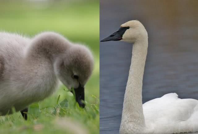 什么动物有两个名字小时候和长大了不一样的