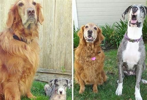 什么动物小时候和长大了有两个名字