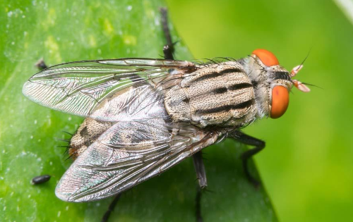 什么动物小时候和长大后名字不一样,什么动物小时候和长大了有两个名字图7