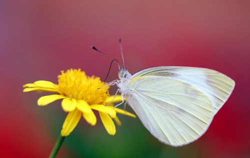 什么动物小时候和长大后名字不一样,什么动物小时候和长大了有两个名字图4