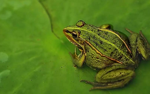 什么动物小时候和长大后名字不一样,什么动物小时候和长大了有两个名字图3