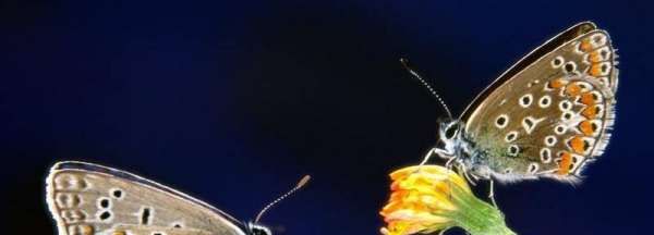 什么动物小时候和长大后名字不一样,什么动物小时候和长大了有两个名字图8