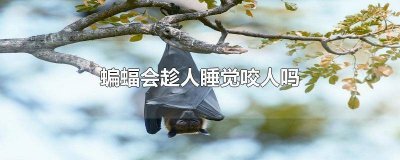 ​蝙蝠会趁人睡觉咬人吗视频下载 蝙蝠会趁人睡觉的时候咬人吗