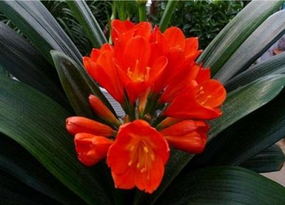 ​君子兰一般养几年开花（君子兰一年开几次花）