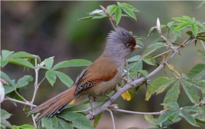 ​世界上最会伪装的鸟 栗翅斑伞鸟能模拟成动物(来自南美洲)