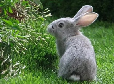 ​老祖宗说：“兔子不吃窝边草”，其实下半句才经典，却少有人知