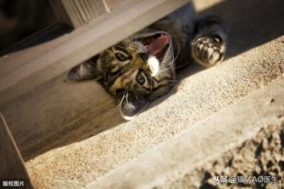 ​阿比西尼亚猫哪个国家阿比西尼亚猫品相